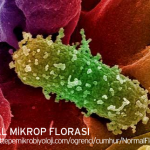 Mikrop Florası ve Kıl Kurdu hakkında